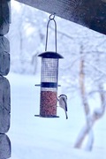 Willow Tit (Poecile montanus)