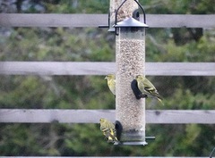 Eurasian Siskin (Spinus spinus)