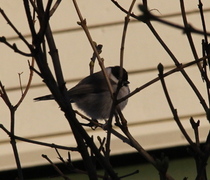 Marsh Tit (Poecile palustris)
