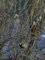 Kjøttmeis (Parus major)