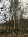 Bjørkeslekta (Betula)