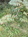 Rogn (Sorbus aucuparia)