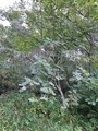 Rogn (Sorbus aucuparia)