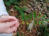 Rogn (Sorbus aucuparia)