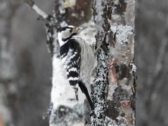 Lesser Spotted Woodpecker (Dendrocopos minor)