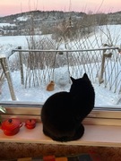 Cat (Felis catus)