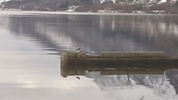 Eurasian Oystercatcher (Haematopus ostralegus)