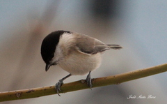 Løvmeis (Poecile palustris)