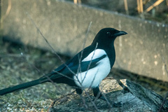 Eurasian Magpie (Pica pica)