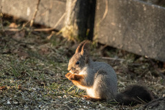 Eurasian Red Squirrel (Sciurus vulgaris)