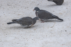 Wood Pigeon (Columba palumbus)