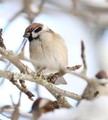 Pilfink (Passer montanus)