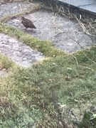Eurasian Woodcock (Scolopax rusticola)