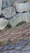 Dipper (Cinclus cinclus)