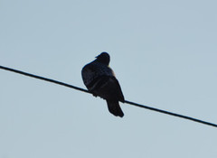 Feral Pigeon (Columba livia domestica)