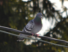 Feral Pigeon (Columba livia domestica)