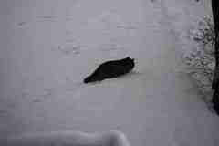 Cat (Felis catus)