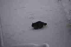 Cat (Felis catus)