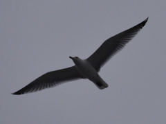 Gråmåke (Larus argentatus)