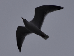 Herring Gull (Larus argentatus)