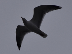 Gråmåke (Larus argentatus)