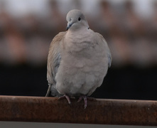 Tyrkerdue (Streptopelia decaocto)