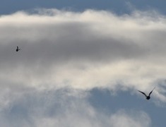 Spurvehauk (Accipiter nisus)