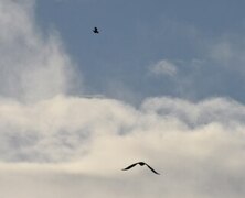 Spurvehauk (Accipiter nisus)