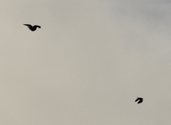 Spurvehauk (Accipiter nisus)