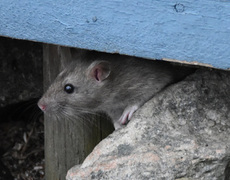 Common rat (Rattus norvegicus)