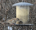 Gråspurv (Passer domesticus)