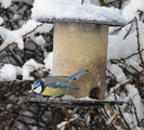 Blåmeis (Cyanistes caeruleus)