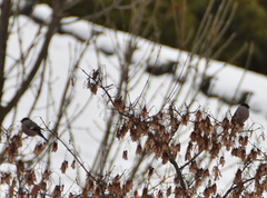 Chaffinch (Fringilla coelebs)