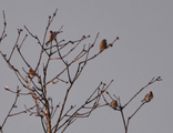 Grønnfink (Carduelis chloris)