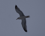 Gråmåke (Larus argentatus)