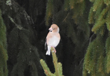 Kjernebiter (Coccothraustes coccothraustes)