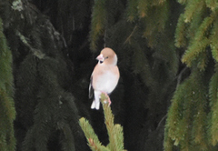 Hawfinch (Coccothraustes coccothraustes)