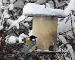 Kjøttmeis (Parus major)