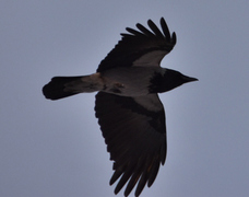 Hooded Crow (Corvus cornix)