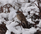 Pilfink (Passer montanus)