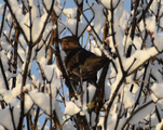 Svarttrost (Turdus merula)