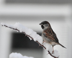 Gråspurv (Passer domesticus)