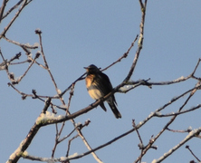 Gråtrost (Turdus pilaris)