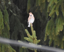 Kjernebiter (Coccothraustes coccothraustes)