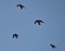 Feral Pigeon (Columba livia domestica)