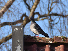 Feral Pigeon (Columba livia domestica)