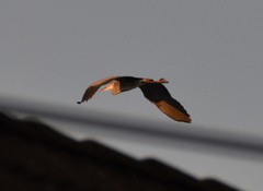 Gråhegre (Ardea cinerea)