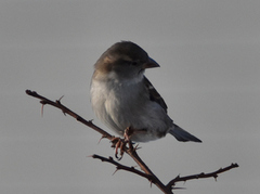 House Sparrow (Passer domesticus)