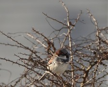 House Sparrow (Passer domesticus)