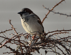 House Sparrow (Passer domesticus)